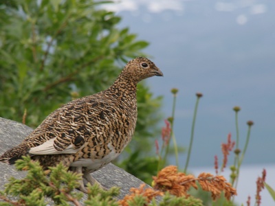 Willow Ptarmigan