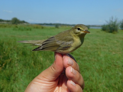 Willow Warbler