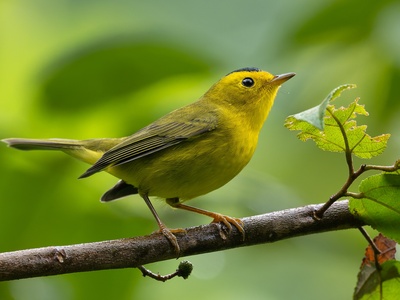 Wilson's Warbler