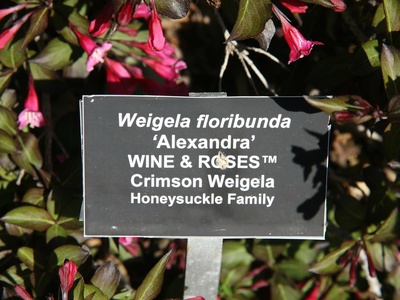 Wine and Roses Weigela