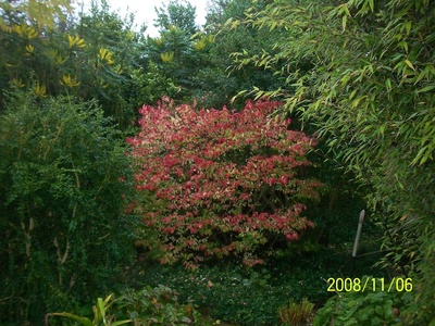 Winged Euonymus (Burning Bush)
