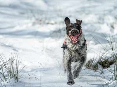 Wirehaired Pointing Griffon