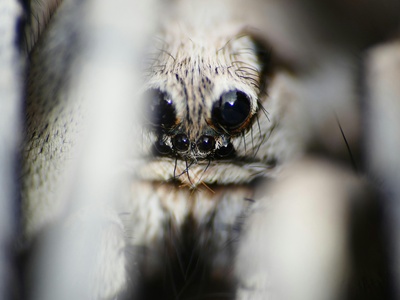 Wolf spider (Pardosa amentata)