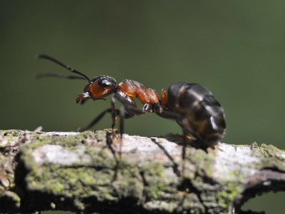 Wood ant