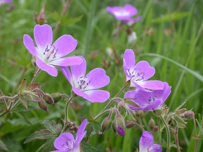 Wood Crane's-bill