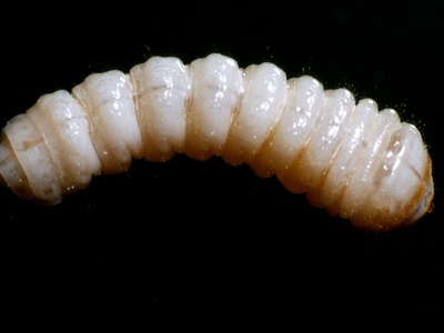 Wood‑boring beetle larvae 