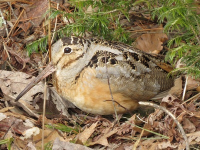 Woodcock