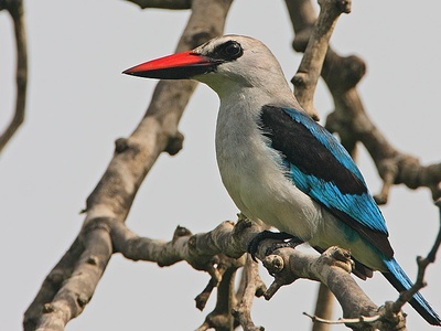 Woodland Kingfisher