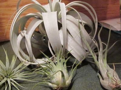 Xerographica Air Plant