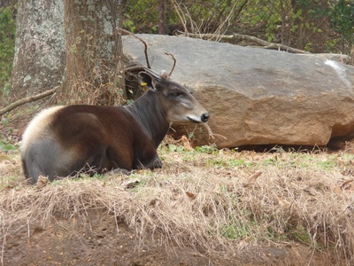 Yellow-backed Duiker