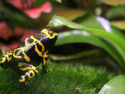 Yellow-banded Poison Dart Frog