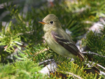 Yellow-bellied Flycatcher