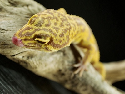 Yellow-bellied House Gecko