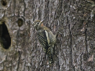 Yellow-bellied Sapsucker