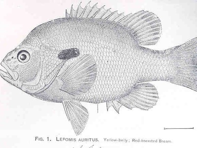 Yellow-belly Bream
