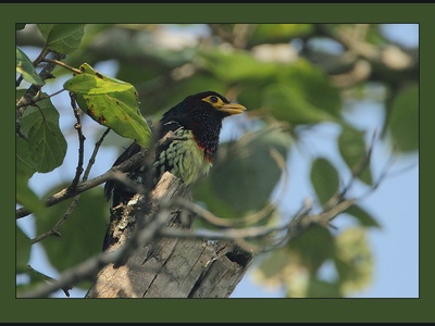 Yellow-billed Barbet