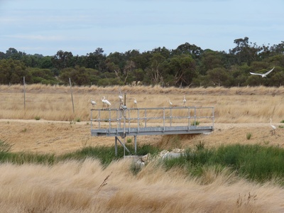 Yellow-billed Egret