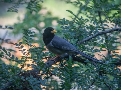Yellow-billed Magpie