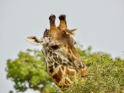Yellow-billed Oxpecker