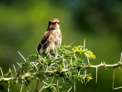 Yellow-billed Shrike