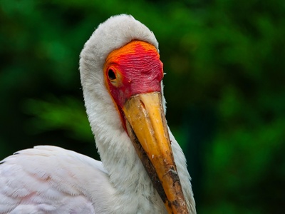 Yellow-billed Stork