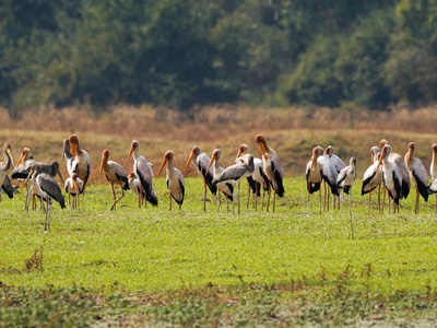 Yellow-billed stork