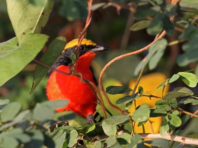 Yellow-crowned Gonolek