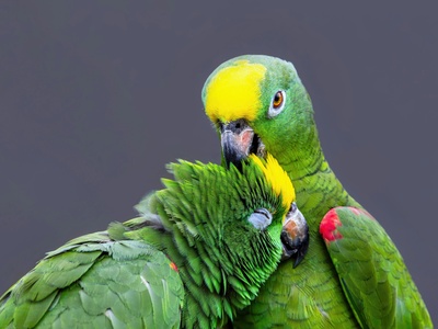 Yellow-headed Parrot