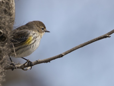Yellow-rumped (Myrtle) Warbler