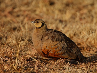 Yellow-throated Sandgrouse