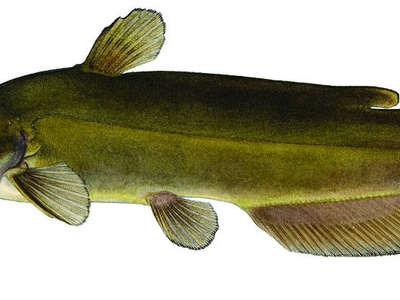 Yellow Bullhead