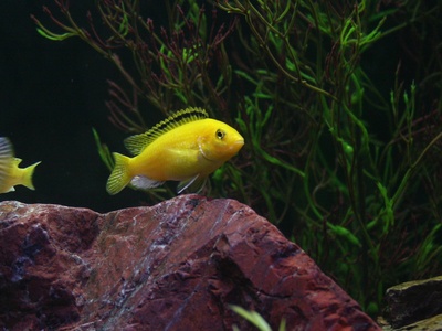 Yellow Cichlid