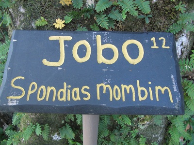 Yellow mombin (hog plum)