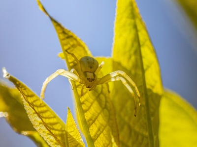 Yellow Sac Spider