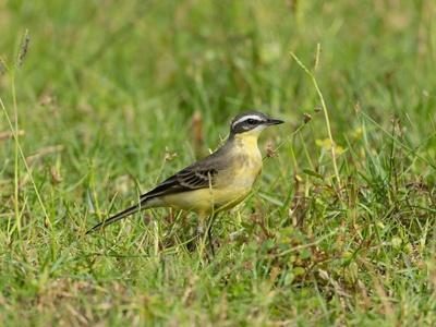 Yellow Wagtail