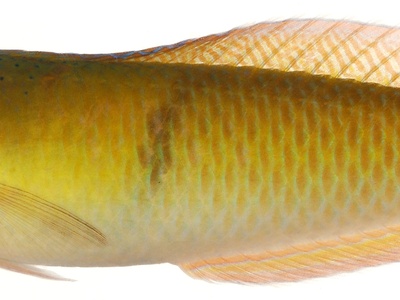 Yellowhead wrasse