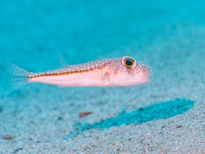 Yellowspotted Puffer