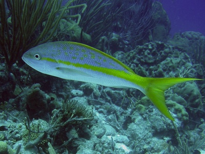 Yellowtail snapper