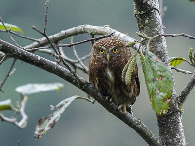 Yungas Pygmy Owl
