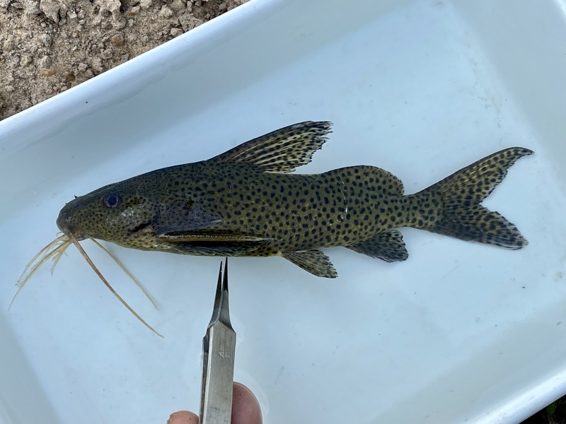 Zumar Fish The Complete List of Fish of Zambia - Flora Fauna Fun