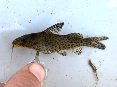 Zambezi Upside-down Catfish