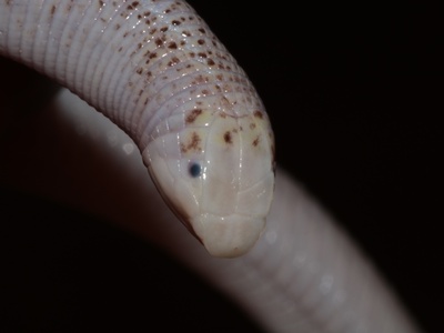 Zarudny's Worm Lizard