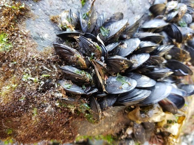Zebra mussel