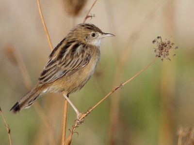 Zitting Cisticola