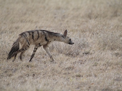 Aardwolf
