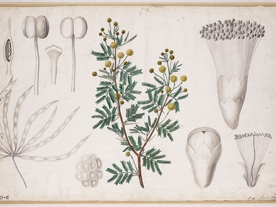 Acacia senegal (gum tree)