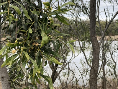 Acacia tortilis subsp. raddiana