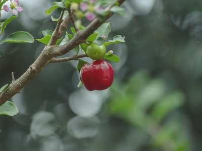 Acerola (Barbados cherry)