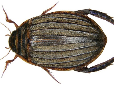 Acilius sulcatus