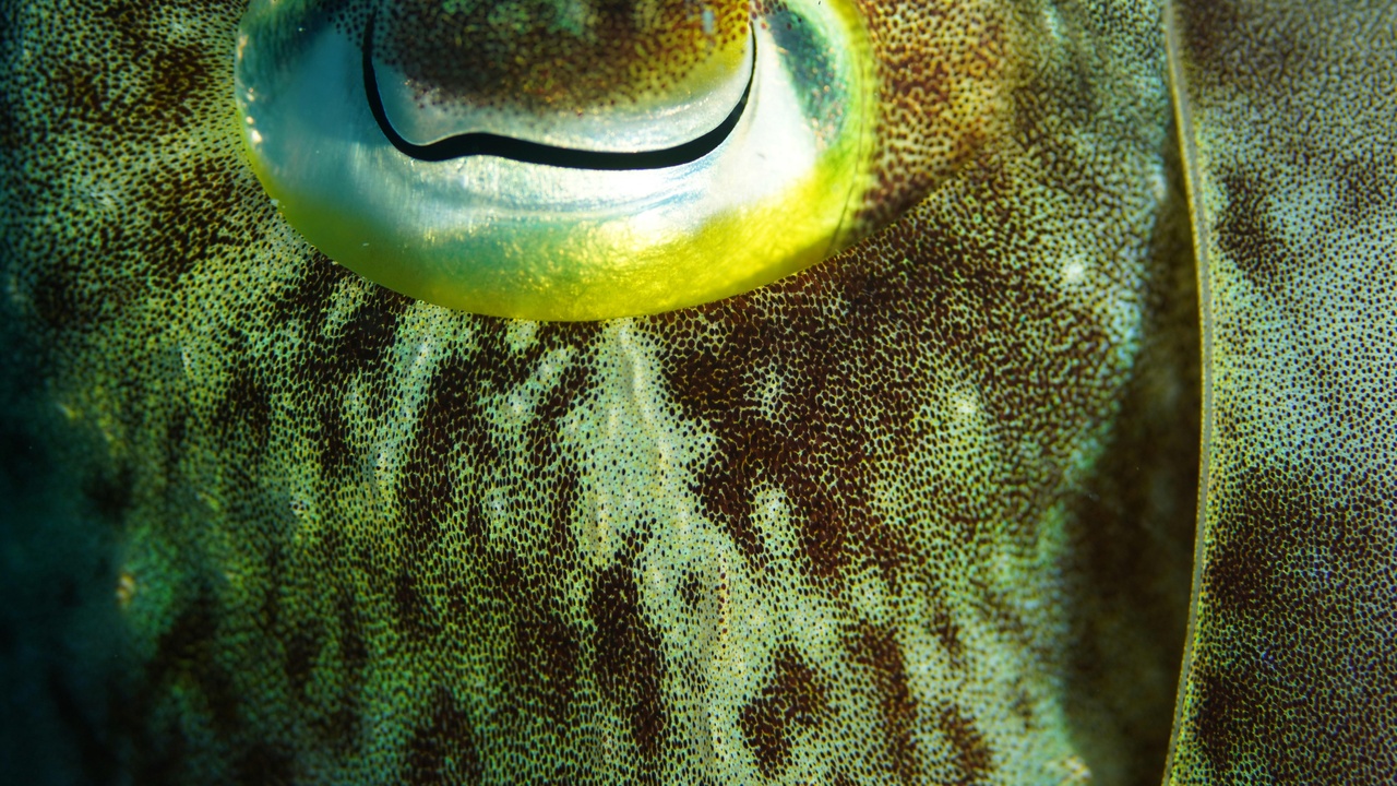 Cuttlefish demonstrating rapid camouflage and color change on seabed